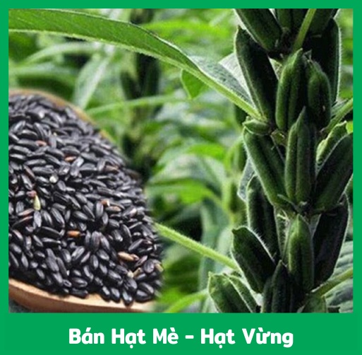 bán hạt mè
