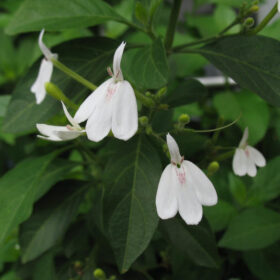 Bạch Hạc - Kiến Cò