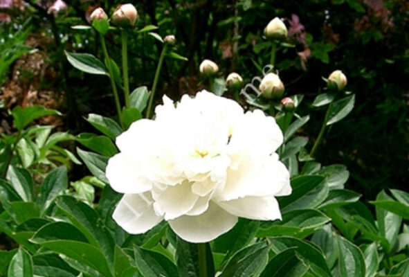 Bạch Thược Paeonia lactiflora Pall