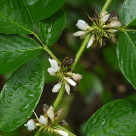Cây ba chẻ Desmodium triangulare (Retz.) Merr
