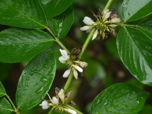 Cây ba chẻ Desmodium triangulare (Retz.) Merr