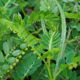 Diệp hạ châu cây chó đẻ răng cưa