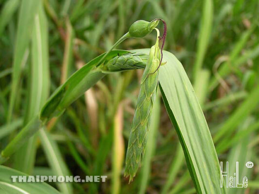 Poaceae – part1: họ Hòa thảo – họ phụ Maydeae