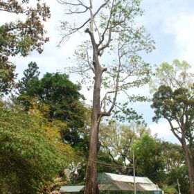 16888383860 a8884c83c3 b