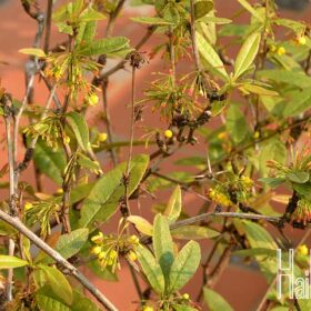 Berberidaceae : Họ Hoàng liên