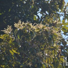 24893306666 fd4480dfcf o