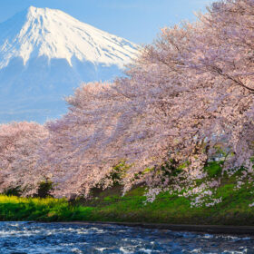 Tour du lịch Nhật Bản- Thiên đường hoa-Thủ tục Visa đơn giản