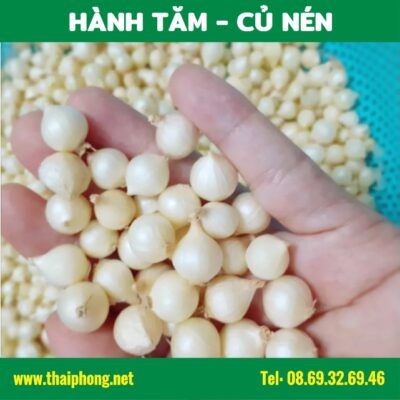 HÀNH TĂM - CỦ NÉN ️ Thảo Mộc Thái Phong