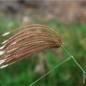 Poaceae – Part2