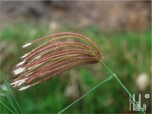 Poaceae – Part2