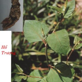 HỔ TRƯỢNG 琥 杖