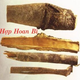 HỢP HOAN BÌ