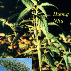 HƯƠNG NHU 香 薷