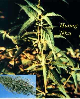 HƯƠNG NHU 香 薷