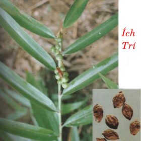 ÍCH TRÍ NHÂN 益 智 仁