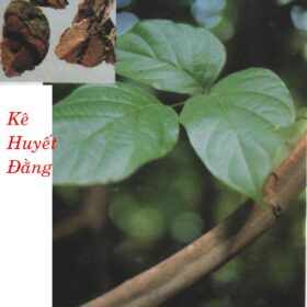 KÊ HUYẾT ĐẰNG   雞 血 藤