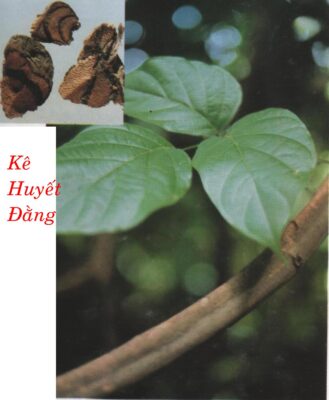 KÊ HUYẾT ĐẰNG   雞 血 藤