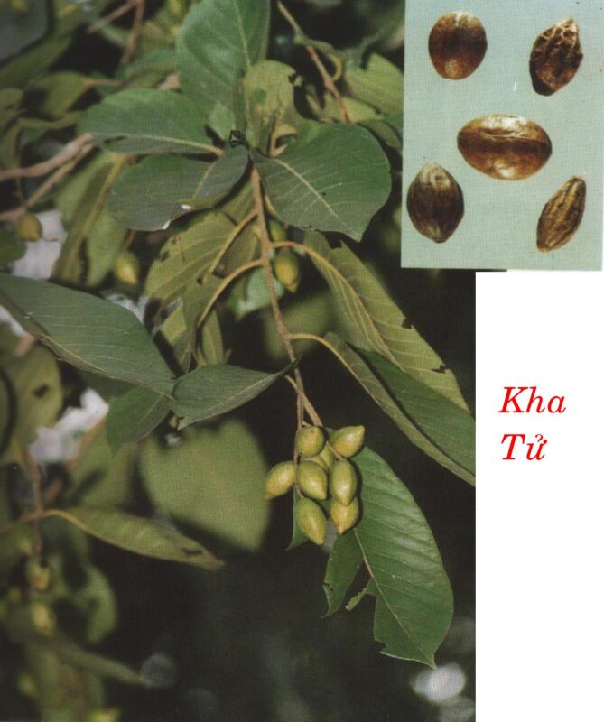 KHA  TỬ   訶 子