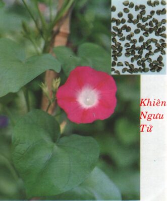 KHIÊN NGƯU 牽 牛