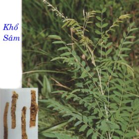KHỔ SÂM 苦 參