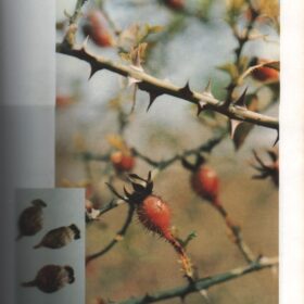 KIM ANH TỬ 金 櫻 子