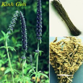 KINH GIỚI   荊 芥