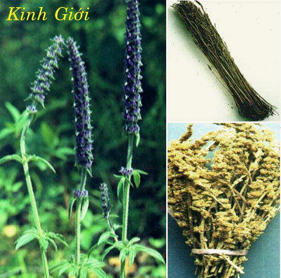 KINH GIỚI   荊 芥