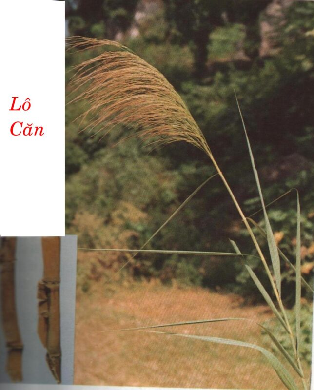 LÔ CĂN 蘆 根