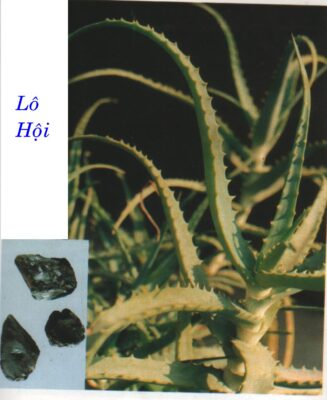 LÔ  HỘI   蘆 薈